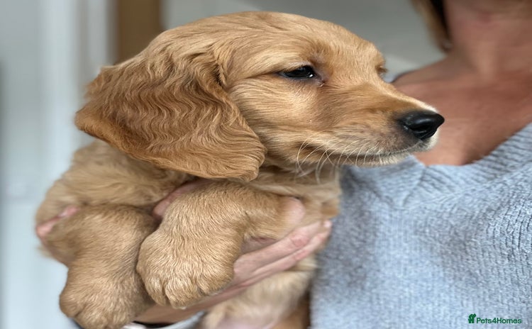 Golden Retriever dogs - Advert 1