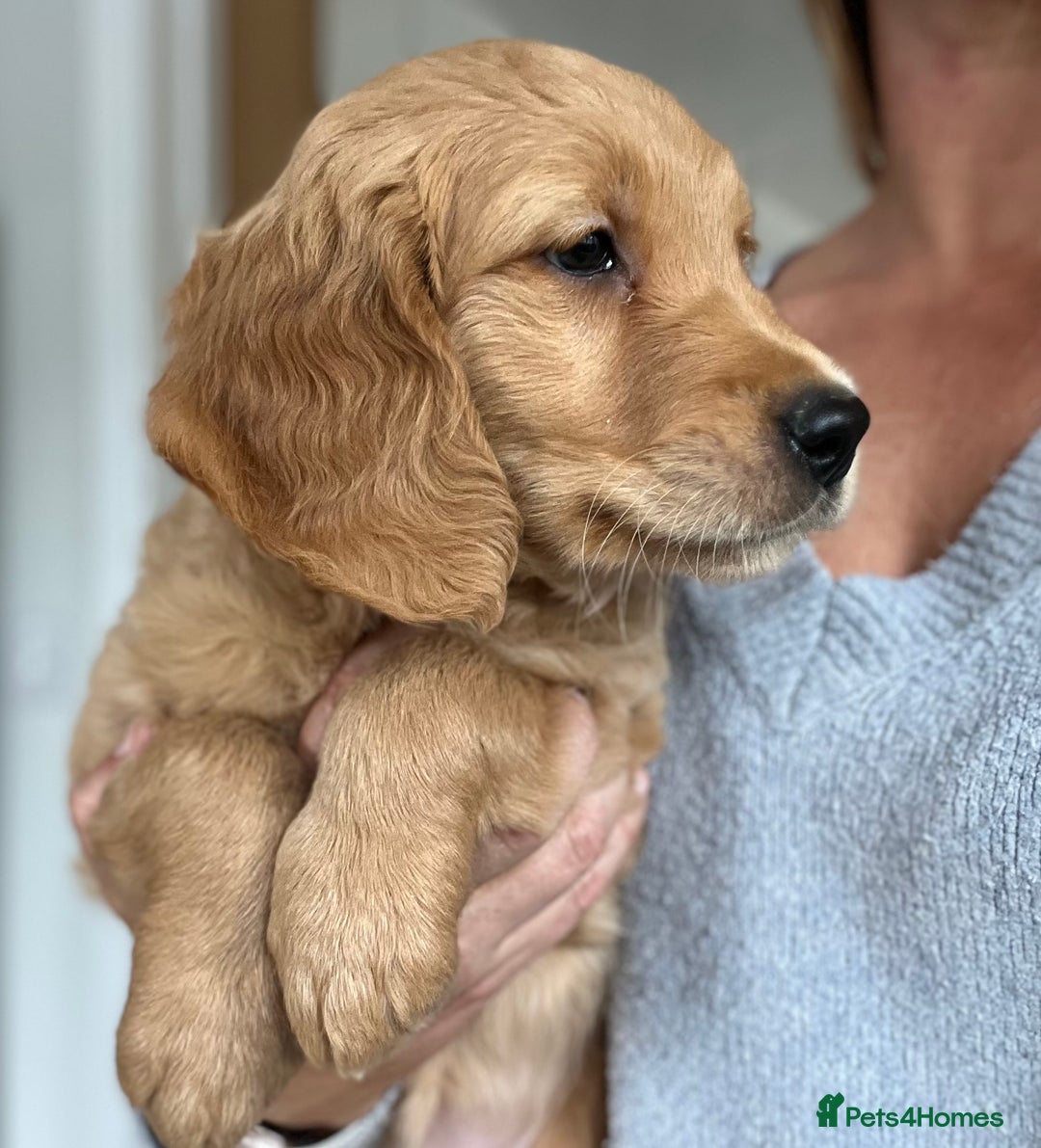 Golden Retriever dogs for sale: Beautiful Male KC Golden Retriever Puppy - Image 2