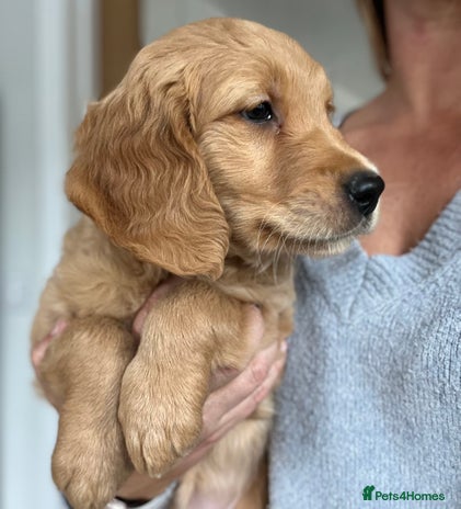 Golden Retriever dogs - Advert 1