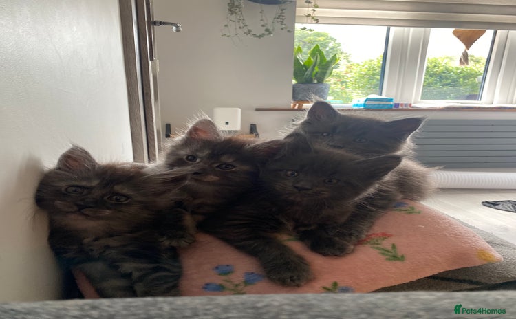 Maine Coon cats - Advert 12