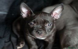 American Bully dogs for sale: ABKC Registered Pocket Bully Puppies in Wolverhampton - Image 1