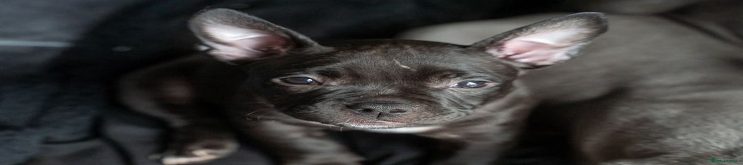 American Bully Puppy 4