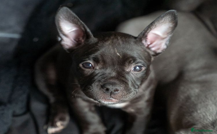 American Bully dogs in Wolverhampton - Advert 1