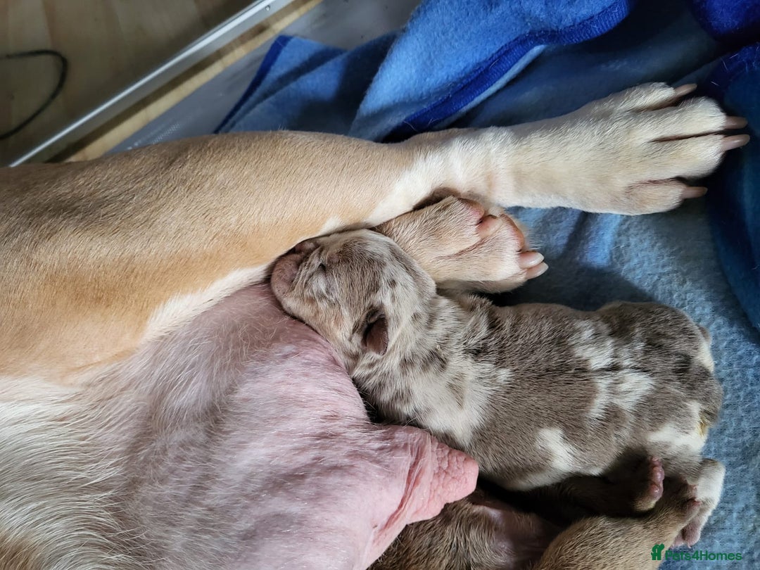 English Bulldog dogs for stud: Chocolate and tan stud includes 2 ai in Walsall - Image 25