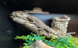 Bearded Dragon reptiles for sale: Rankins Dragon with complete setup - Image 2