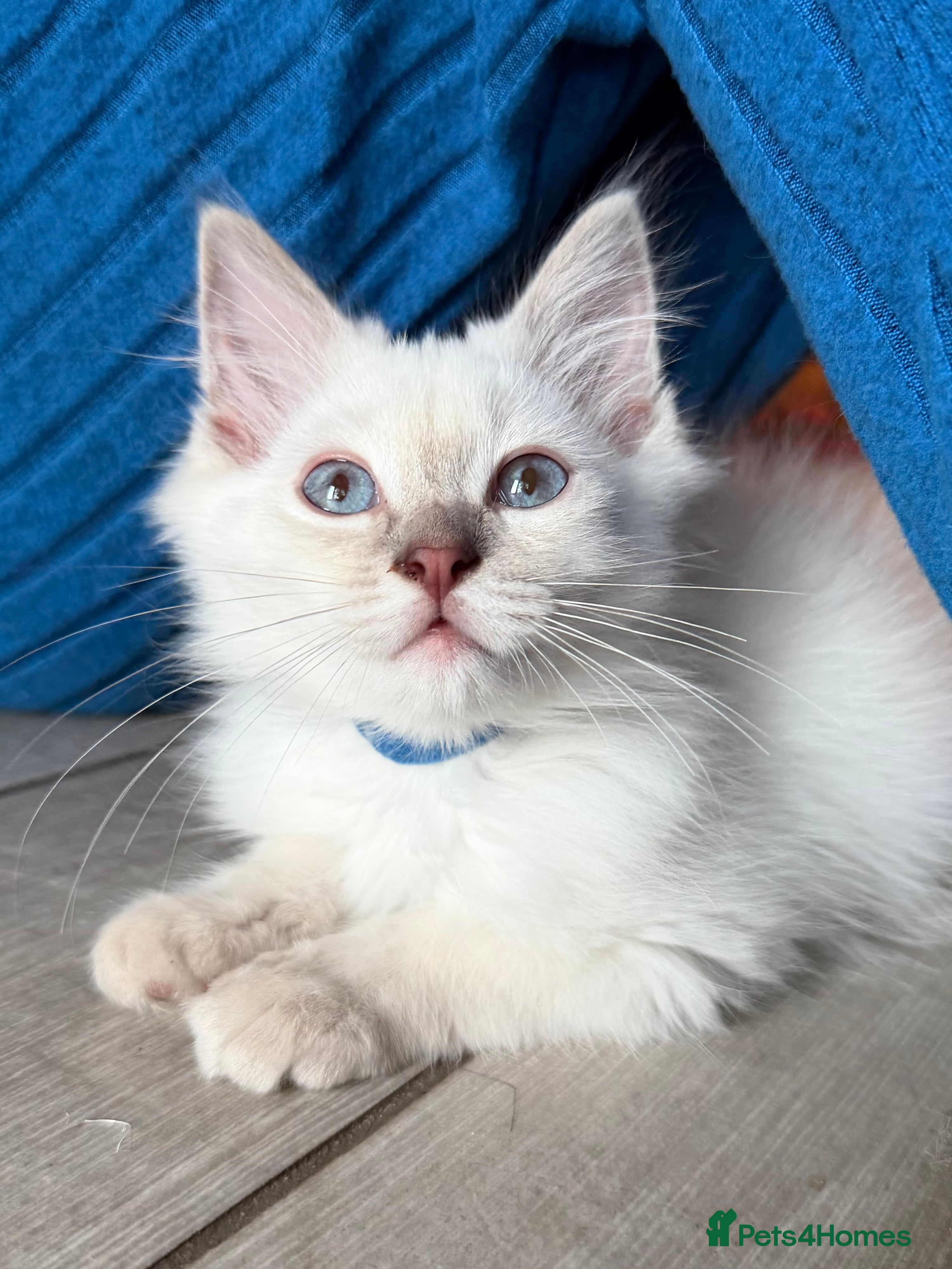 Ragdoll cats     💙 Stunning Pedigree Ragdoll Kittens GCCF - Advert 2