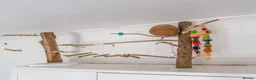 Budgerigars birds for sale: Budgies - Bobbie & Mango in Westbury - Advert 14