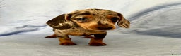 Dachshund dogs for stud: Dachshund (Miniature) Stud in Basildon - Advert 10