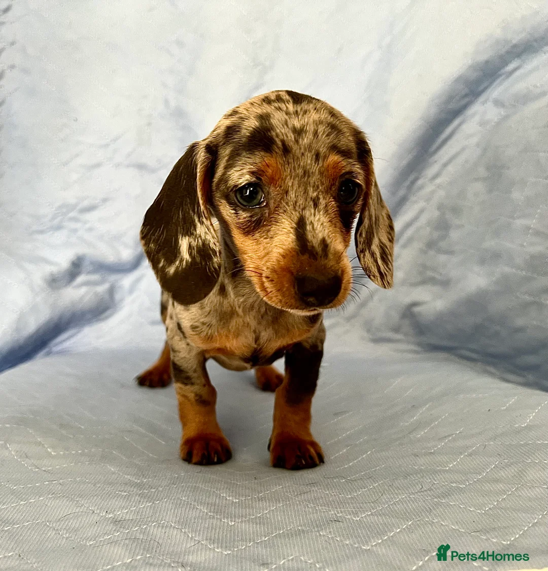 Dachshund dogs for stud: Dachshund (Miniature) Stud in Basildon - Advert 10