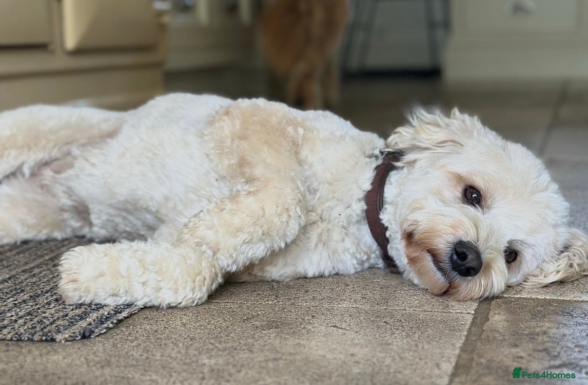 Mixed Breed dogs for sale: Beautiful Cavattoodles – Family Raised Puppies - Advert 1