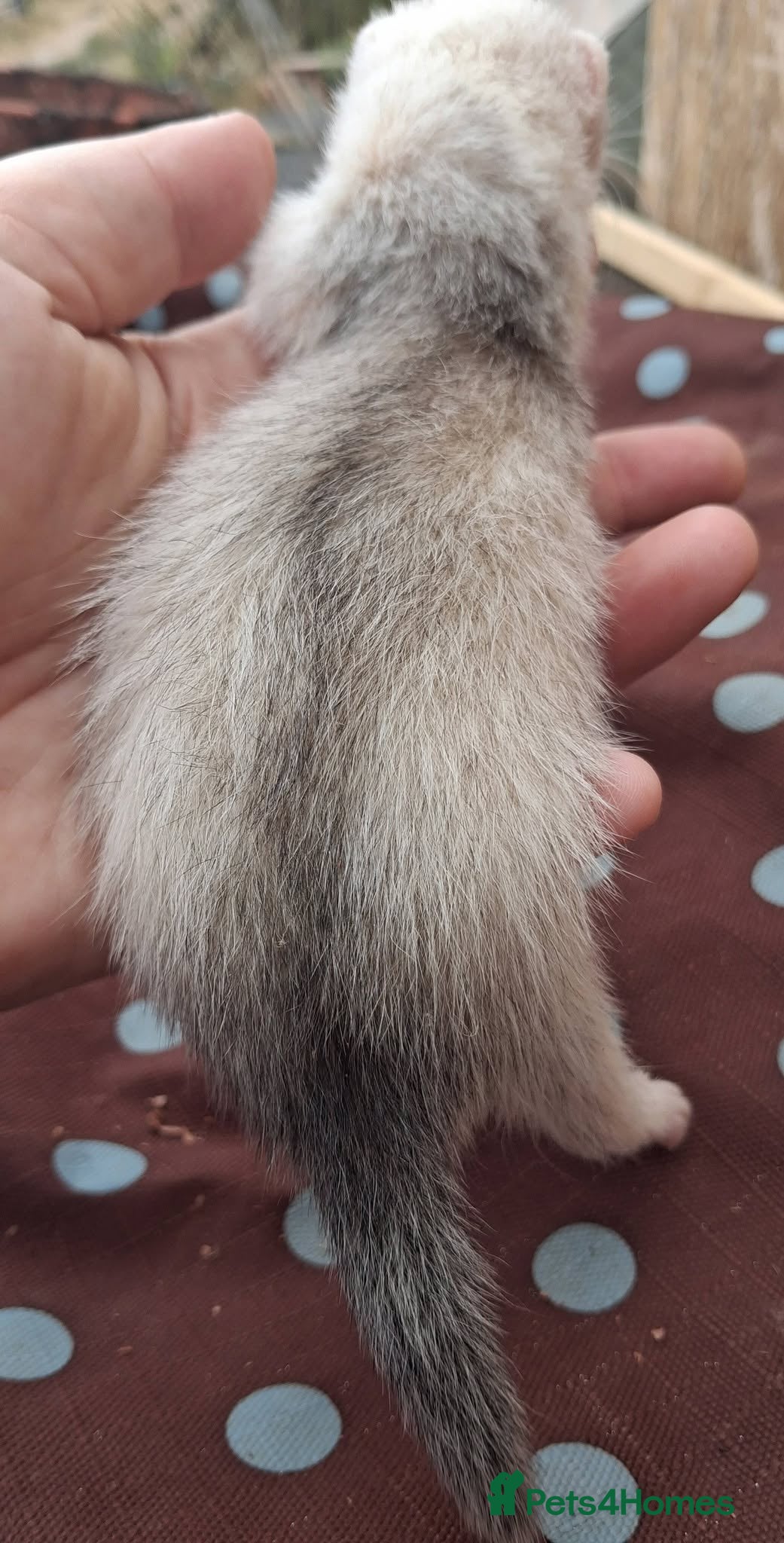 Ferret rodents Beautiful silver standard jill kit  - Advert 1
