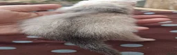 Ferret rodents for sale: Beautiful silver standard jill kit  - Advert 1