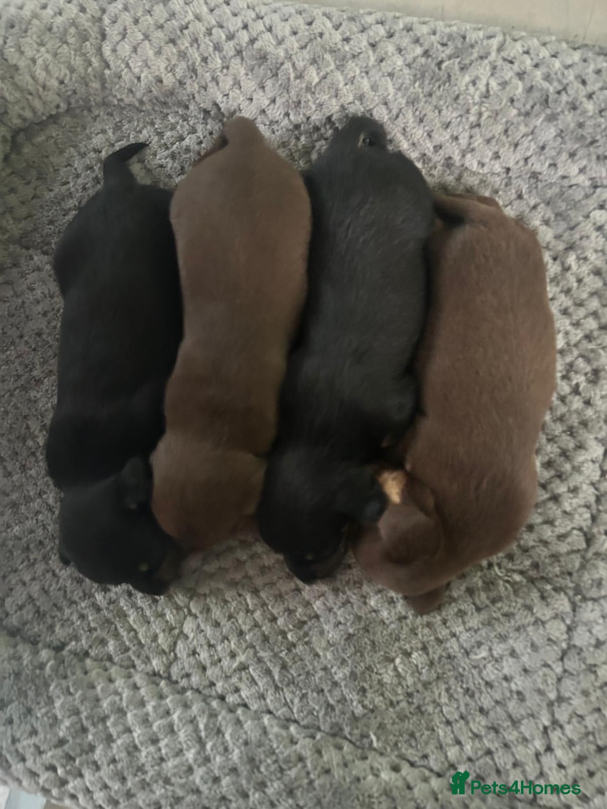 Chiweenie dogs Cute cuddly and cheeky Chiweenies - Advert 6