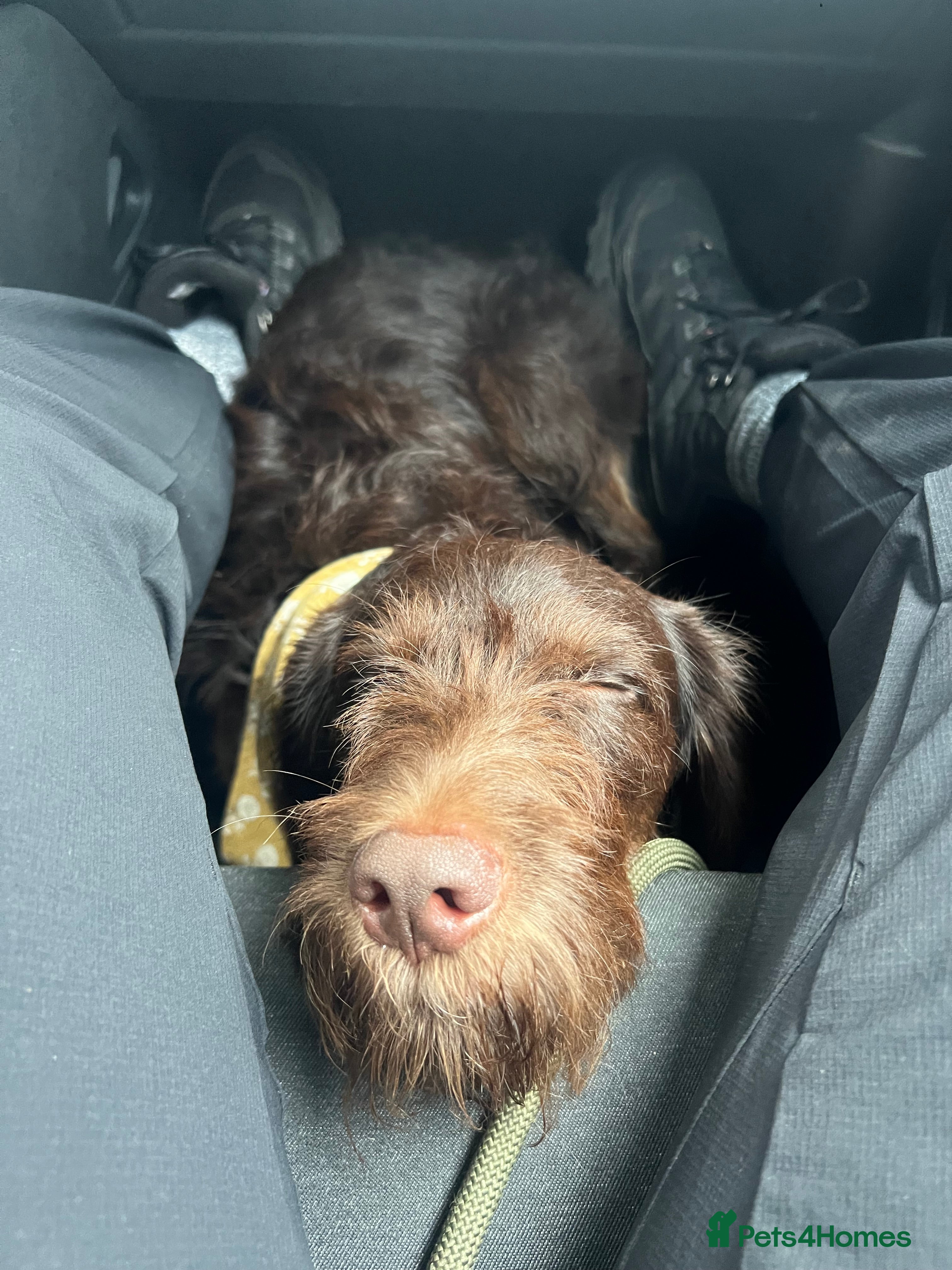 Mixed Breed dogs Lab x Cockapoo - Rehoming Bertie (Not selling) - Advert 10