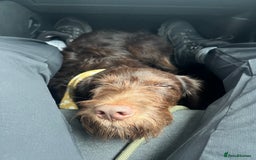 Mixed Breed dogs for sale: Finding a new home for my Labrador x cockapoo mix - Image 1