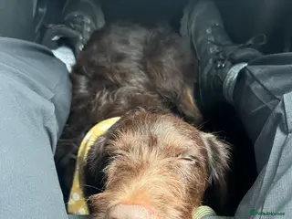 Mixed Breed dogs Lab x Cockapoo - Rehoming Bertie (Not selling) - Advert 10