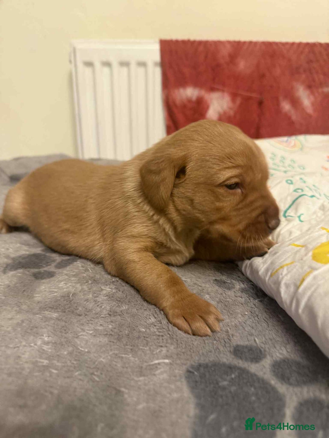 Labrador Retriever dogs for sale: Stunning Fox red labradors  - Image 12