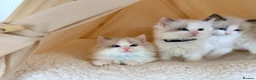 Ragdoll cats for sale: Stunning champion line Ragdoll kittens - Advert 31