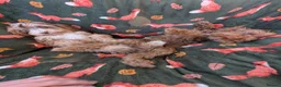 Cockapoo dogs for sale: 🌟 Superb chocolate sable cockapoo pups 🌟 in Maldon - Advert 22