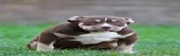 American Bully dogs for sale: 1 female left ready now  - Advert 2