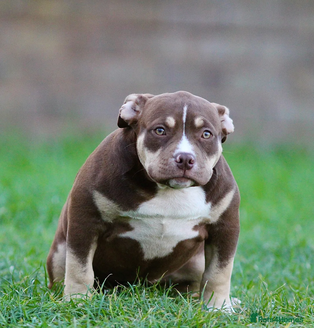 American Bully dogs for sale: 1 female left ready now  - Advert 2