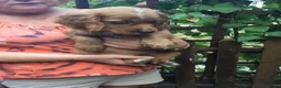 Cocker Spaniel dogs for sale: Working type cocker puppies  - Advert 13