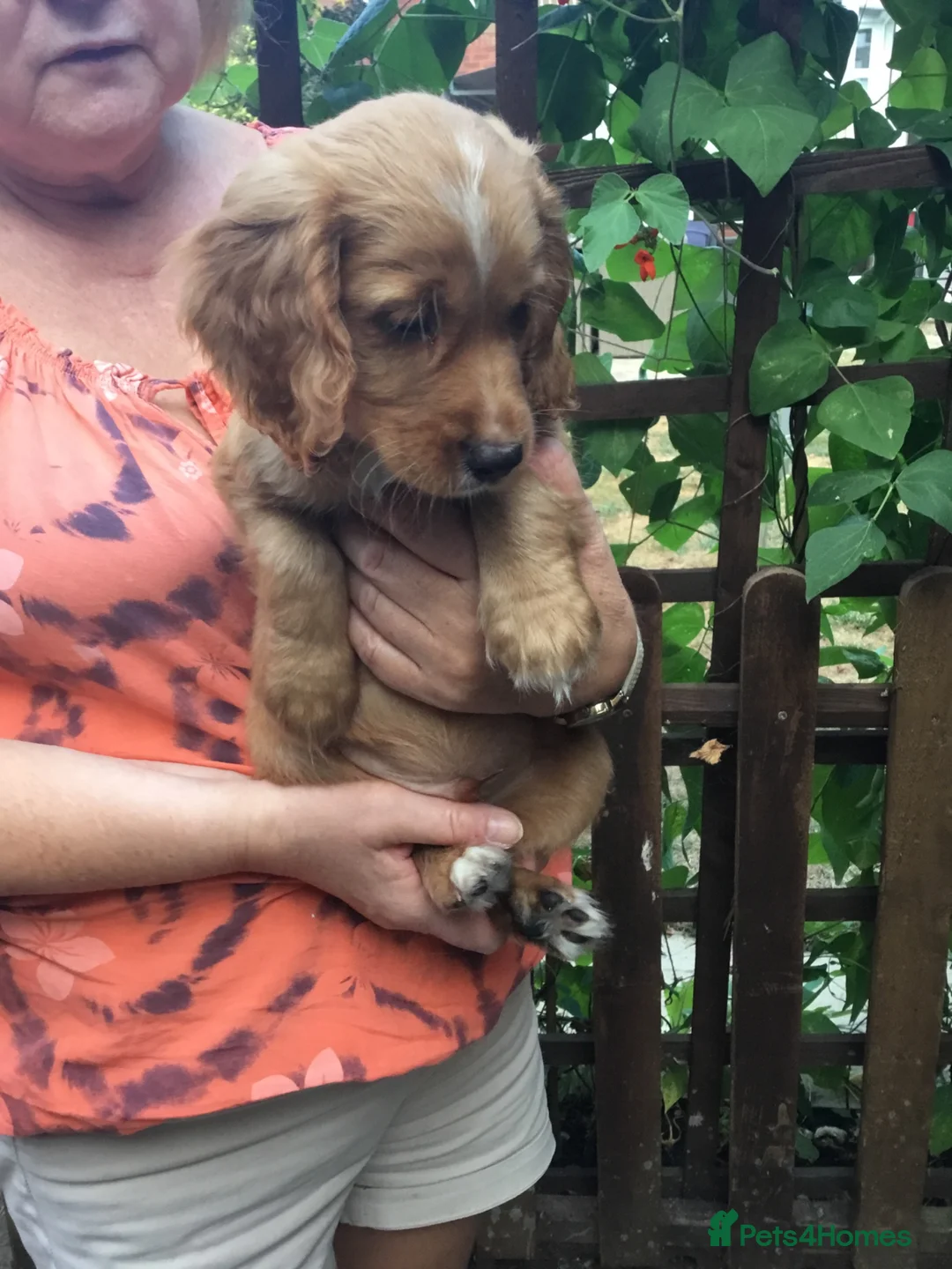 Cocker Spaniel dogs for sale: Working type cocker puppies  - Advert 13