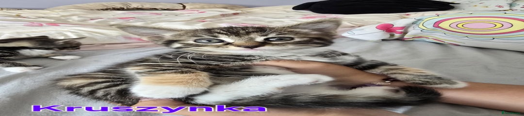 Domestic Shorthair Kitten 5