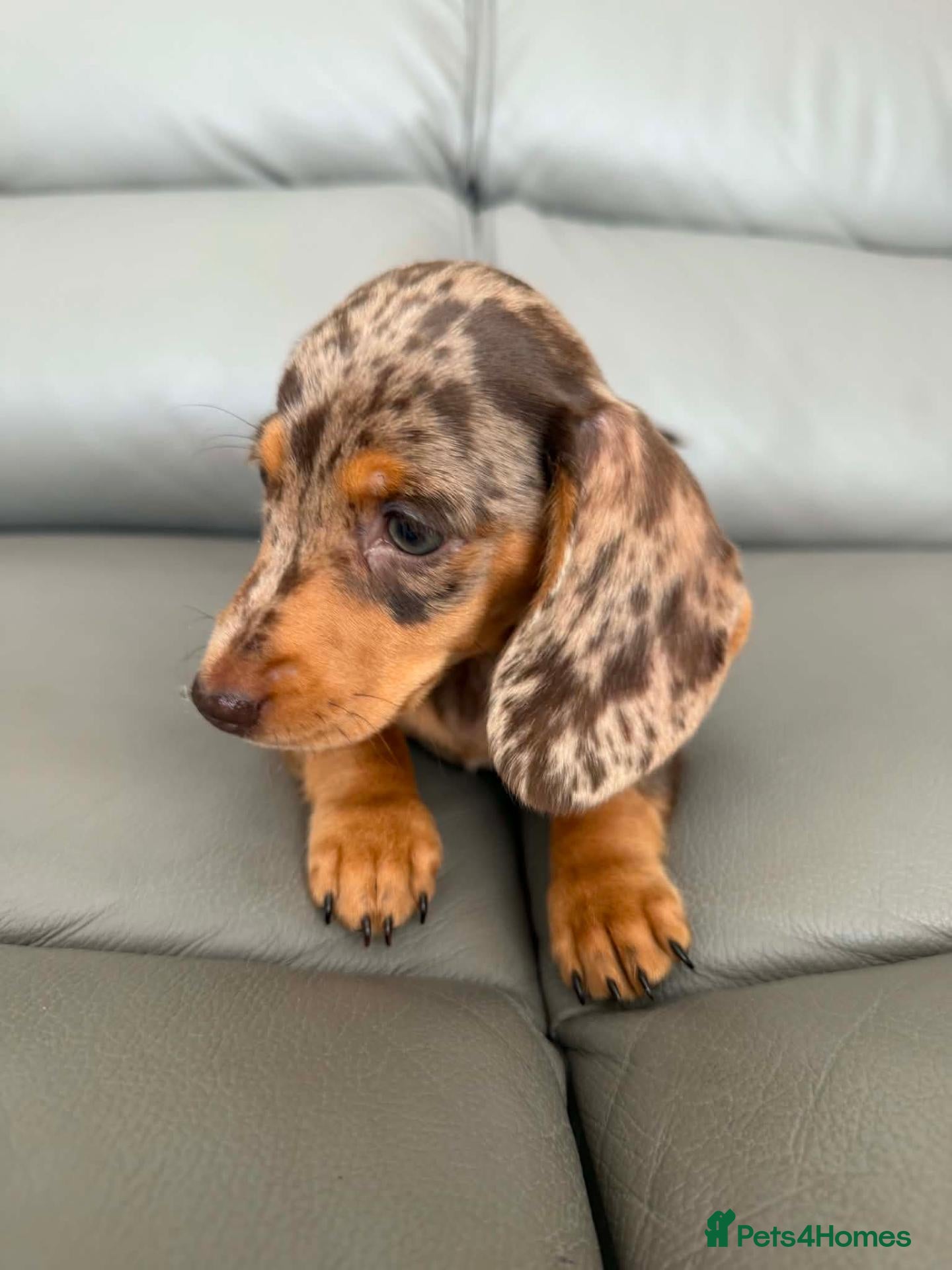 Miniature Dachshund dogs  💖💖 2Beautiful girls ready now 💖💖 - Advert 2