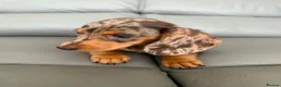 Miniature Dachshund dogs for sale:  💖💖 2Beautiful girls ready now 💖💖 - Advert 5