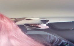 Siberian Husky dogs for sale: Beautiful boy needing forever home - Image 1