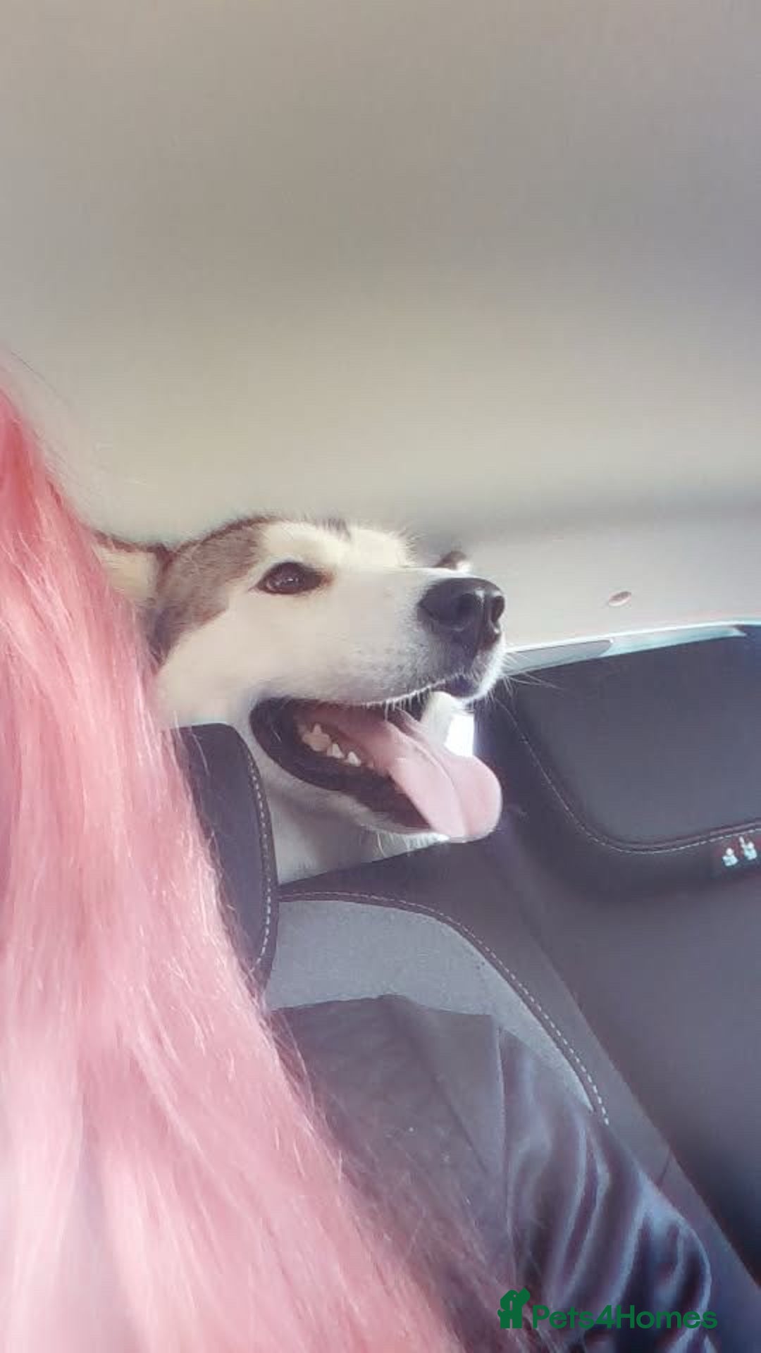 Siberian Husky dogs for sale: Beautiful boy needing forever home - Image 1