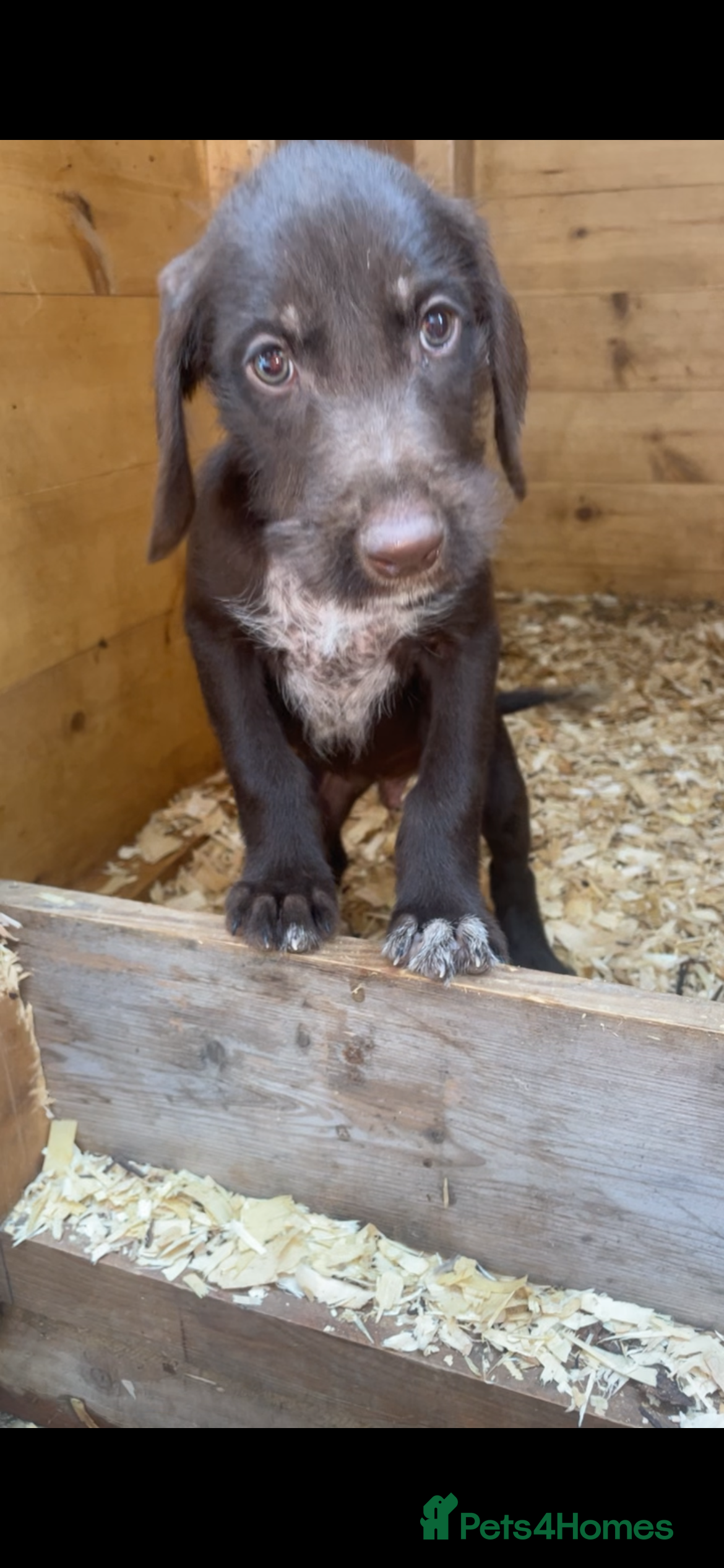 Mixed Breed dogs German wired pointer cross Deerhound - Advert 2