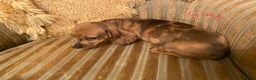 Miniature Dachshund dogs for sale: MINIATURE DACHSHUND PUPPIES  - Advert 18