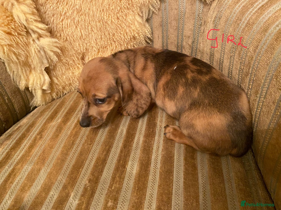 Miniature Dachshund dogs for sale: MINIATURE DACHSHUND PUPPIES  - Advert 18