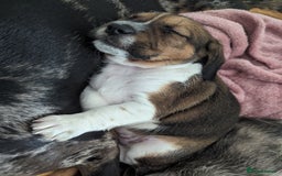 Mixed Breed dogs for sale: Shweenie puppy for sale - Image 10