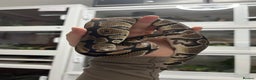 Mixed Breed reptiles for sale: Loads of snakes for rehome!  - Advert 9