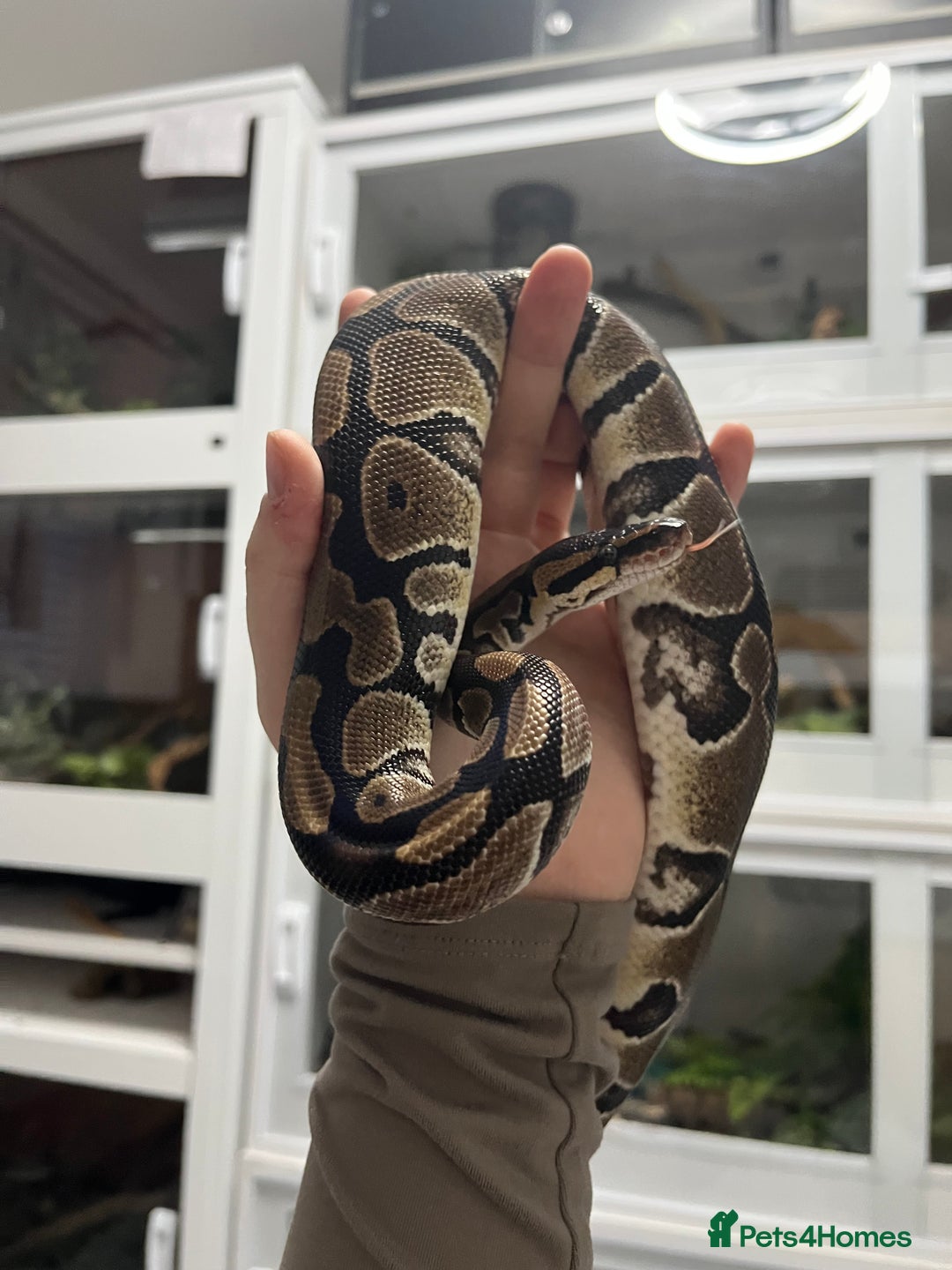 Mixed Breed reptiles for sale: Loads of snakes for rehome!  - Advert 9