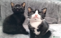 Mixed Breed cats for sale: 3 beautiful tux and black kittens for sale  - Image 16