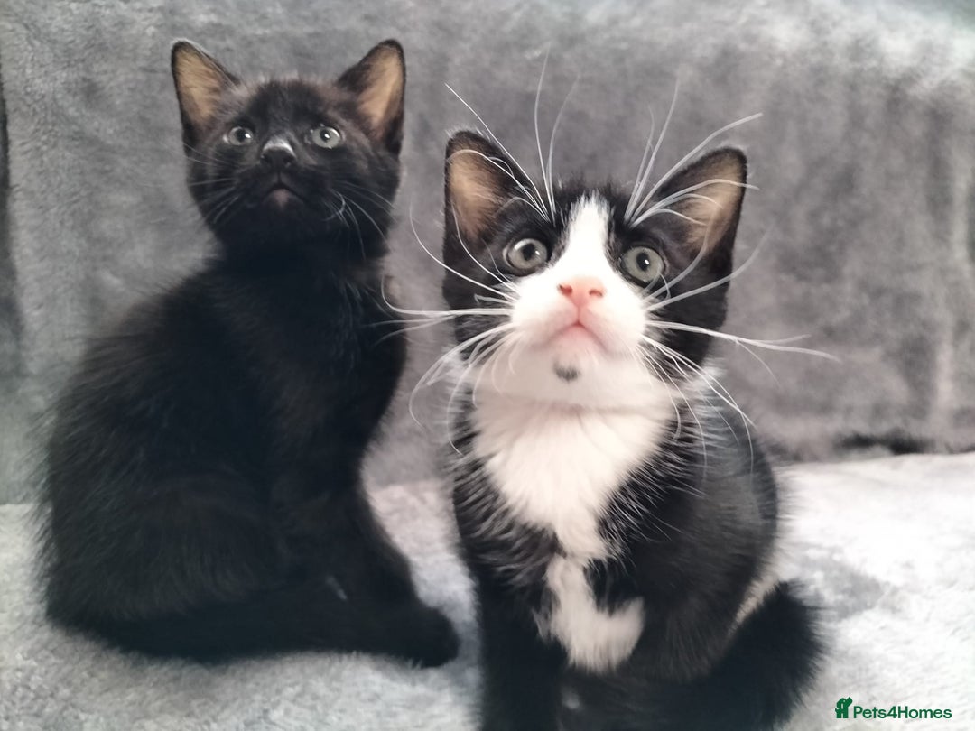 Mixed Breed cats for sale: 3 beautiful tux and black kittens for sale  - Image 16