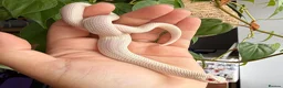 Snake reptiles for sale: Various Western Hognose Hatchlings - Advert 3