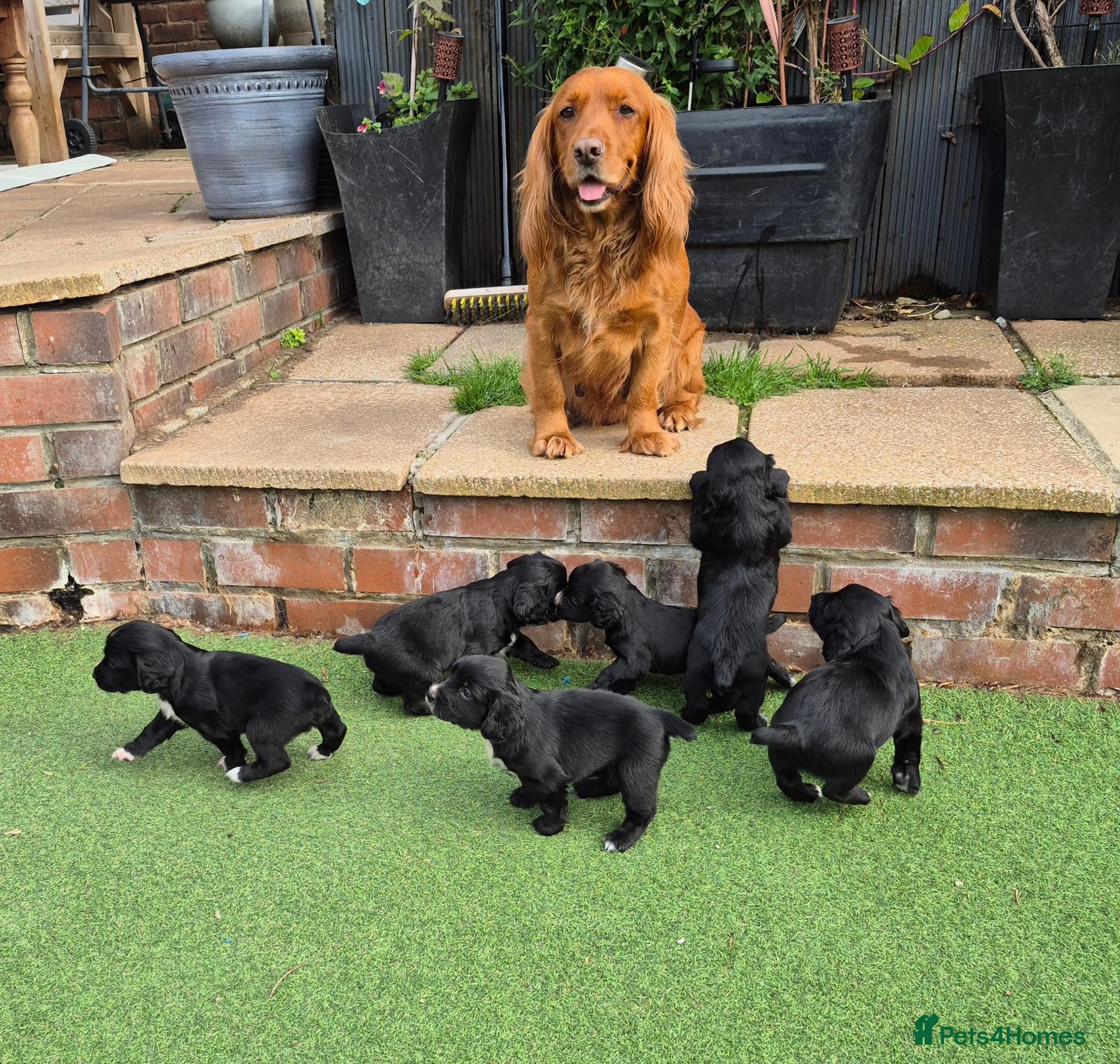 Cocker Spaniel dogs Two beautiful male pups available  - Advert 2