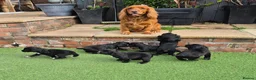 Cocker Spaniel dogs for sale: Two beautiful male pups available  - Advert 1