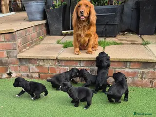 Cocker Spaniel dogs One beautiful male pup available - Advert 3
