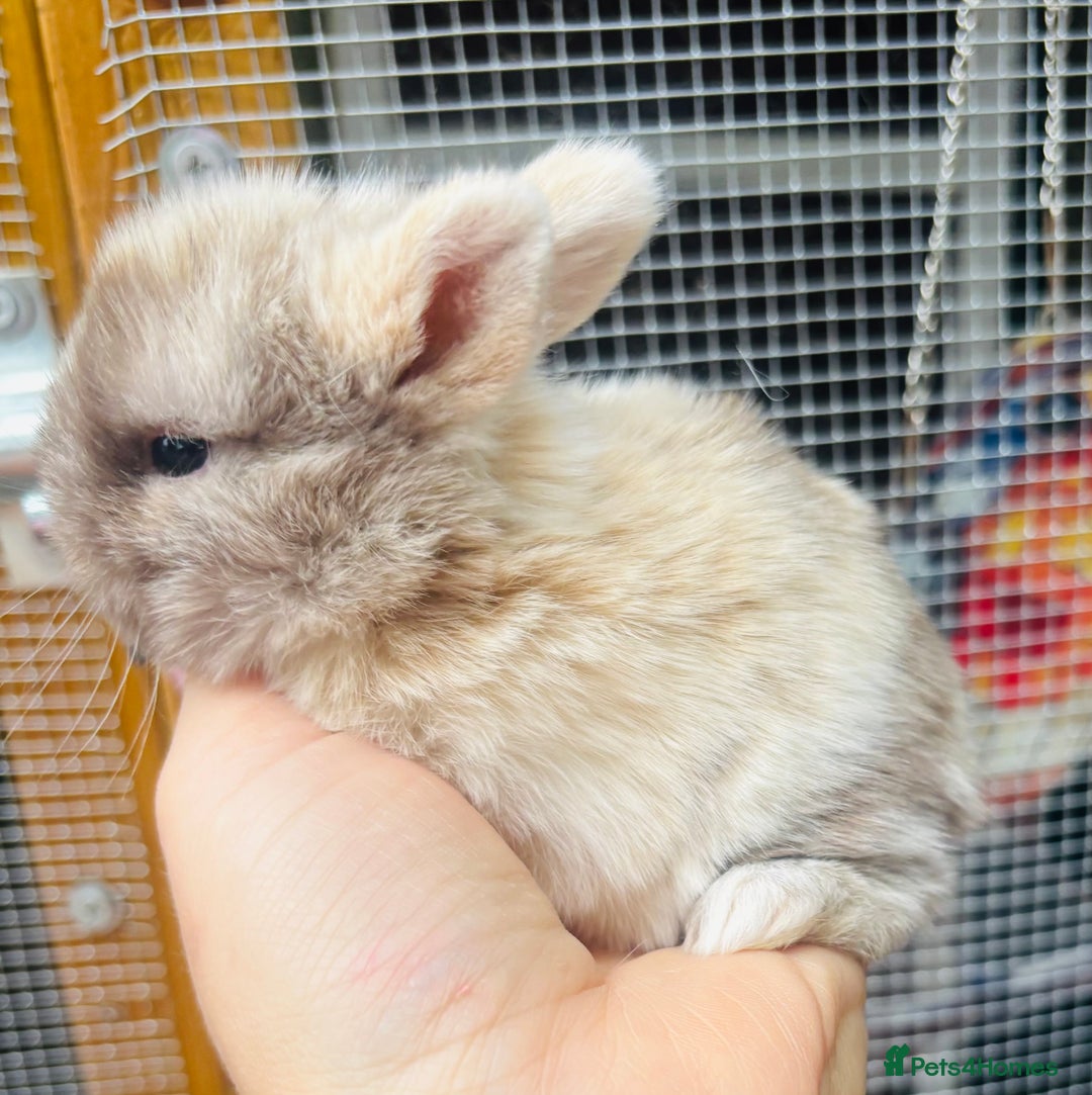 Mini Lop rabbits for sale: PURE bred baby PEDIGREED mini lops  - Image 5