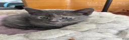 Siamese cats for sale: 5 Siamese mix babies  - Advert 11