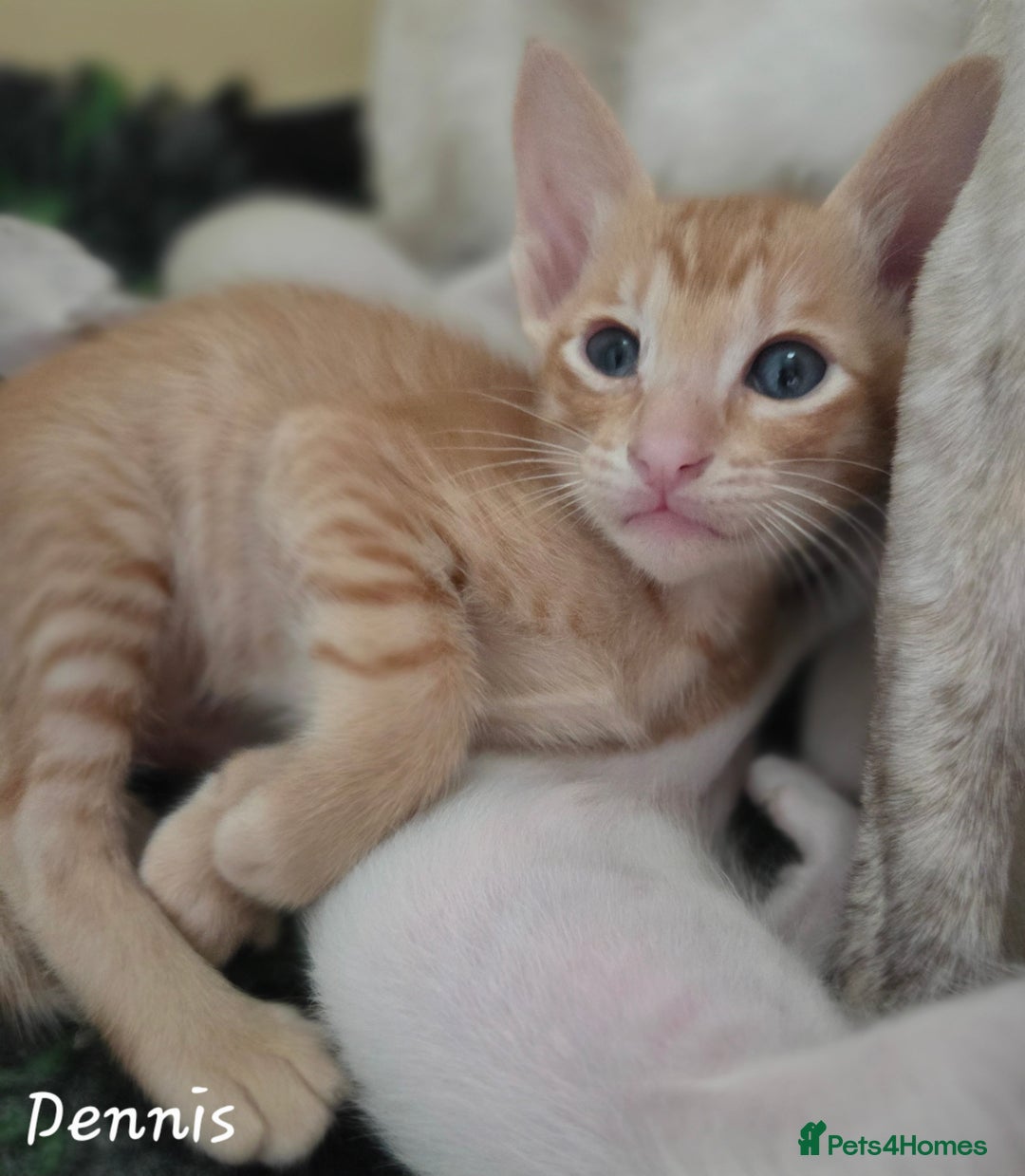 Oriental cats for sale: Beautiful GCCF registered Oriental kittens - Image 1