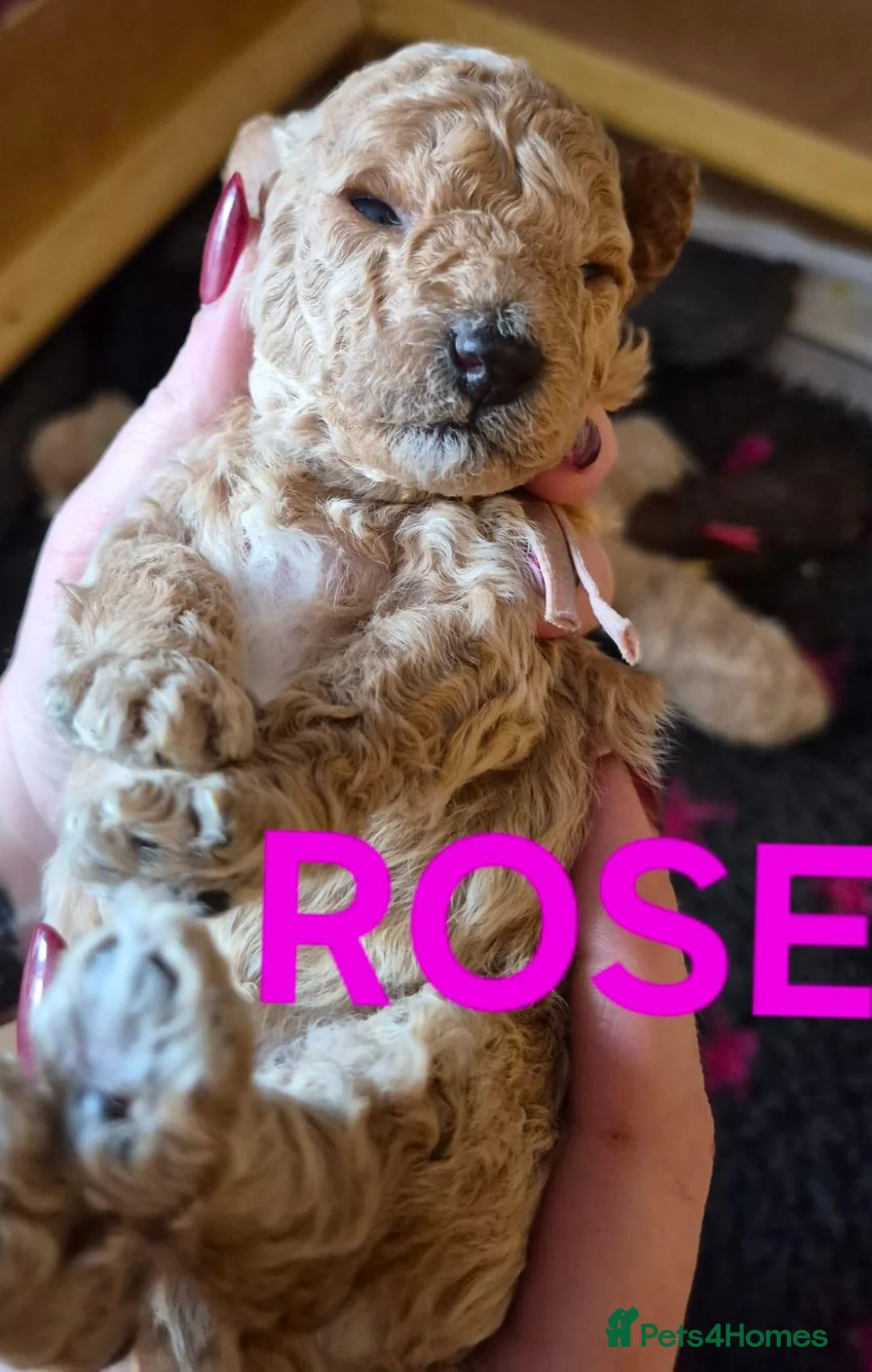 Toy Poodle dogs for stud: Health Tested Tri Toy - Advert 39