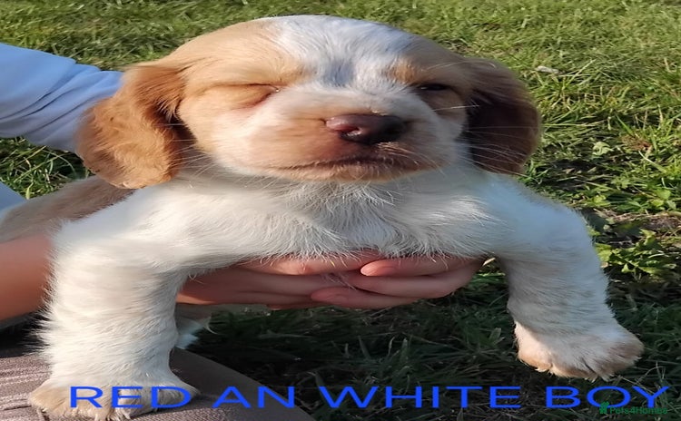 Cocker Spaniel dogs - Advert 3