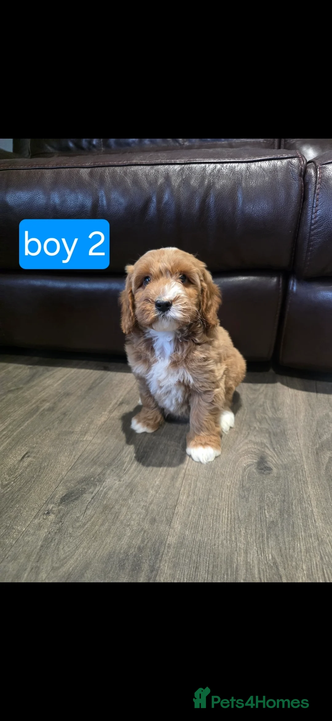 Cockapoo dogs for sale: Adorable Cockapoo pups ready to go 🐾 - Advert 21